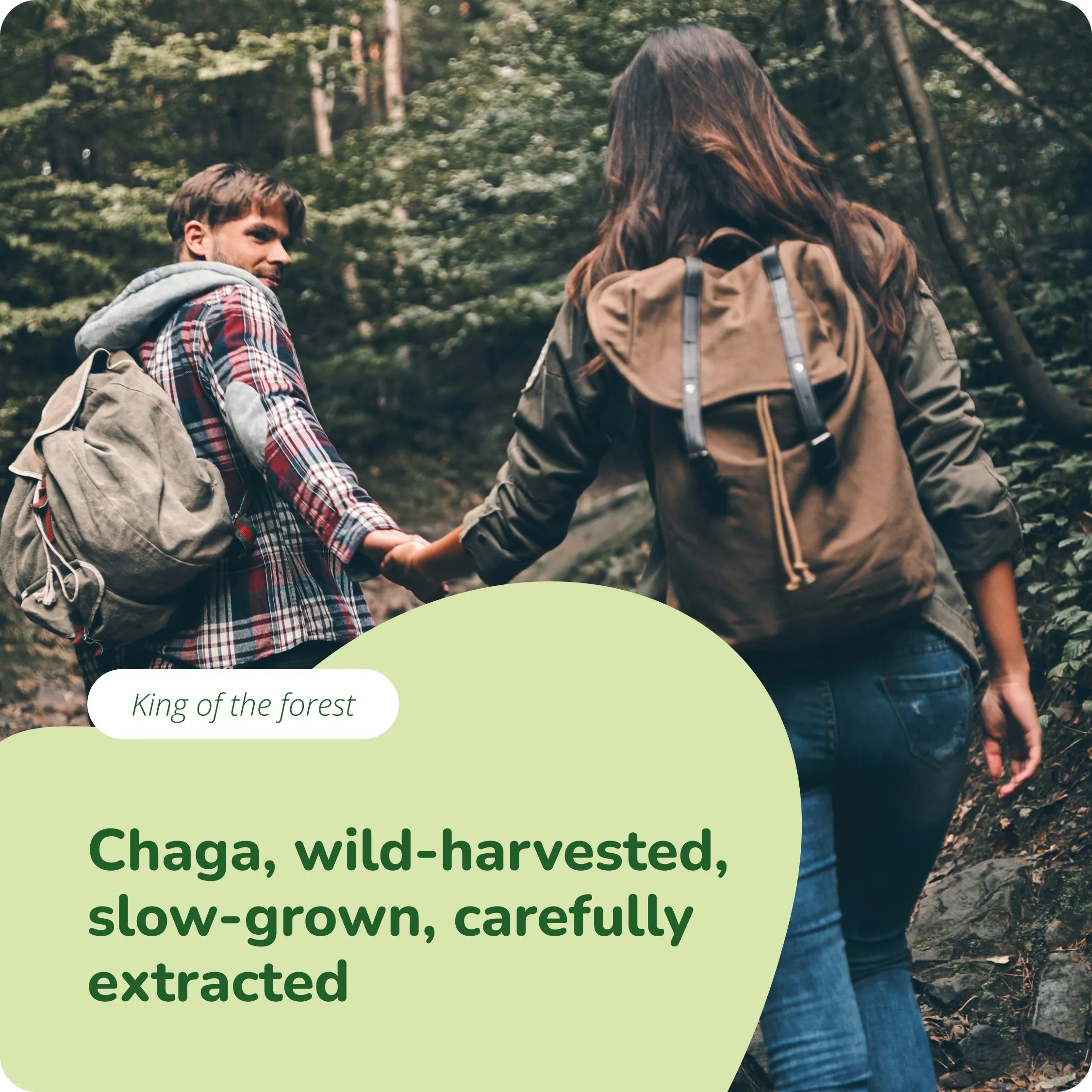 Chaga Extract Capsules Organic